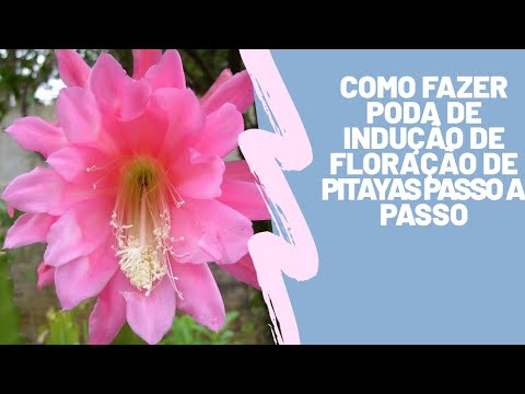 Como fazer poda de indução de floração de pitayas passo a passo 4k