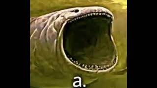 A. Diyen Köpekbalığı Şfet