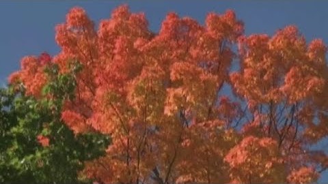 The science behind why leaves change colors