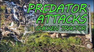 The RARE Breed Chickens ATTACKED by Brimwood Farm 801 views 5 months ago 11 minutes, 9 seconds