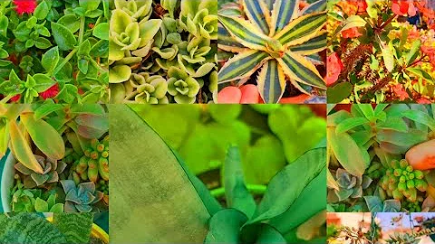 Succulent names|price|Succulents for beginners|Explore your hobbies! - DayDayNews