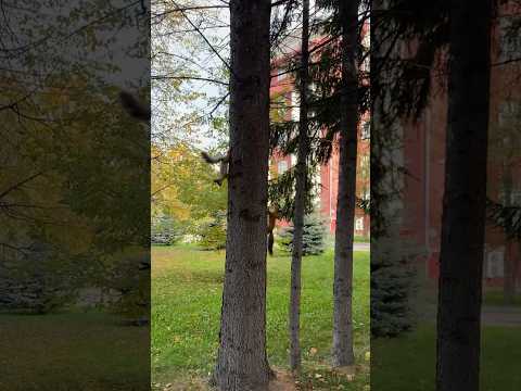 Видео: Прекрасная осень, даже белочки радуются  #нгтунэти  #нск  #белка  #природа  #осень2023