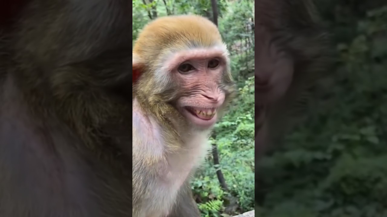 cute cock 🐓 voice 🔊💞 & monkey 🐒 funny 🤣