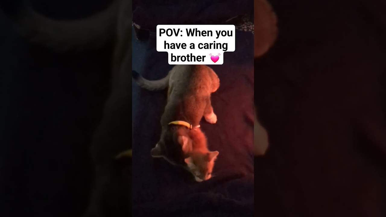 Caring cat 💓 #cats #cat #cute #funny #love #brother #bruce #animals #kitten #shorts