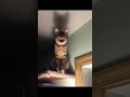 Je vous dis que j’ai peur des chats 🐈