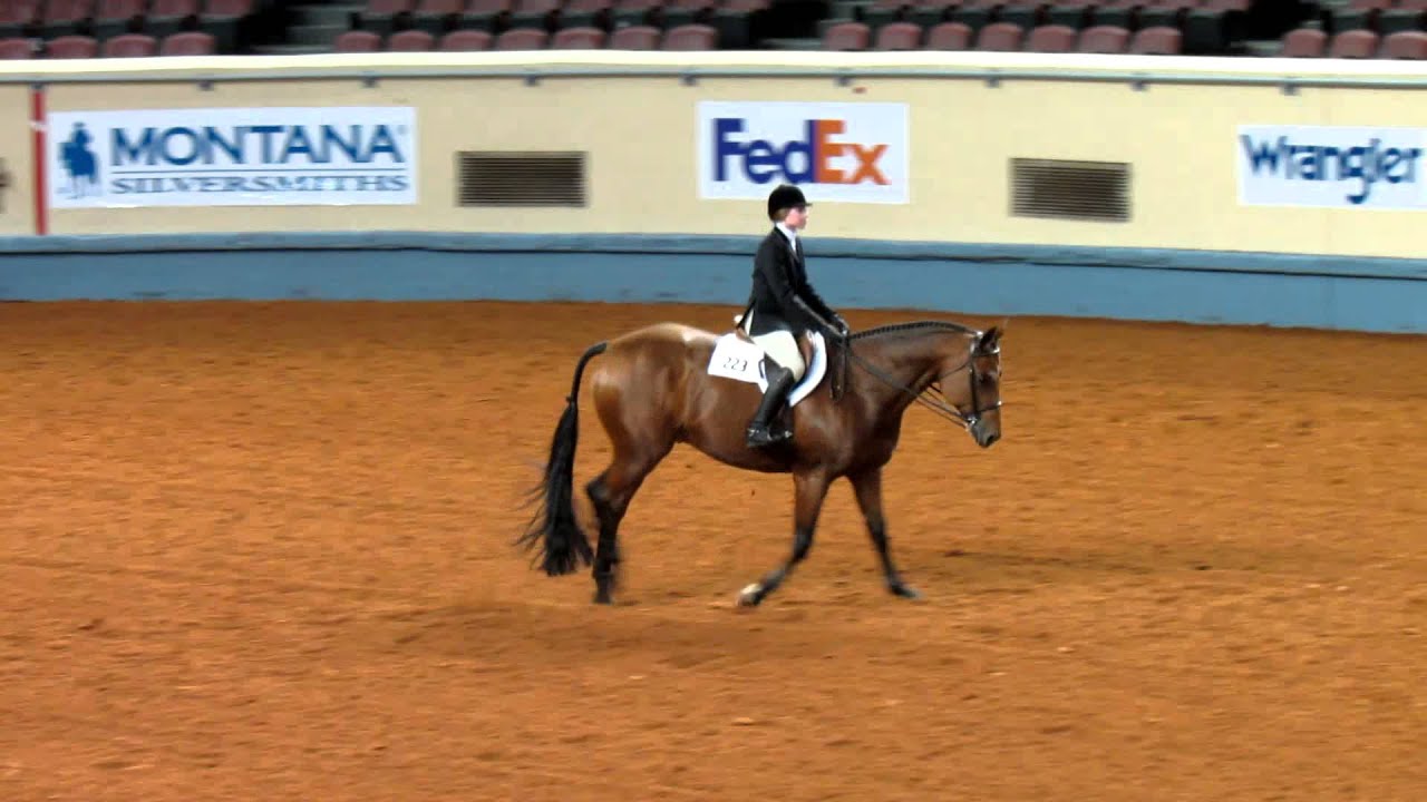 2012 AQHA World Show Amateur Hunt Seat Equitation Prelims YouTube