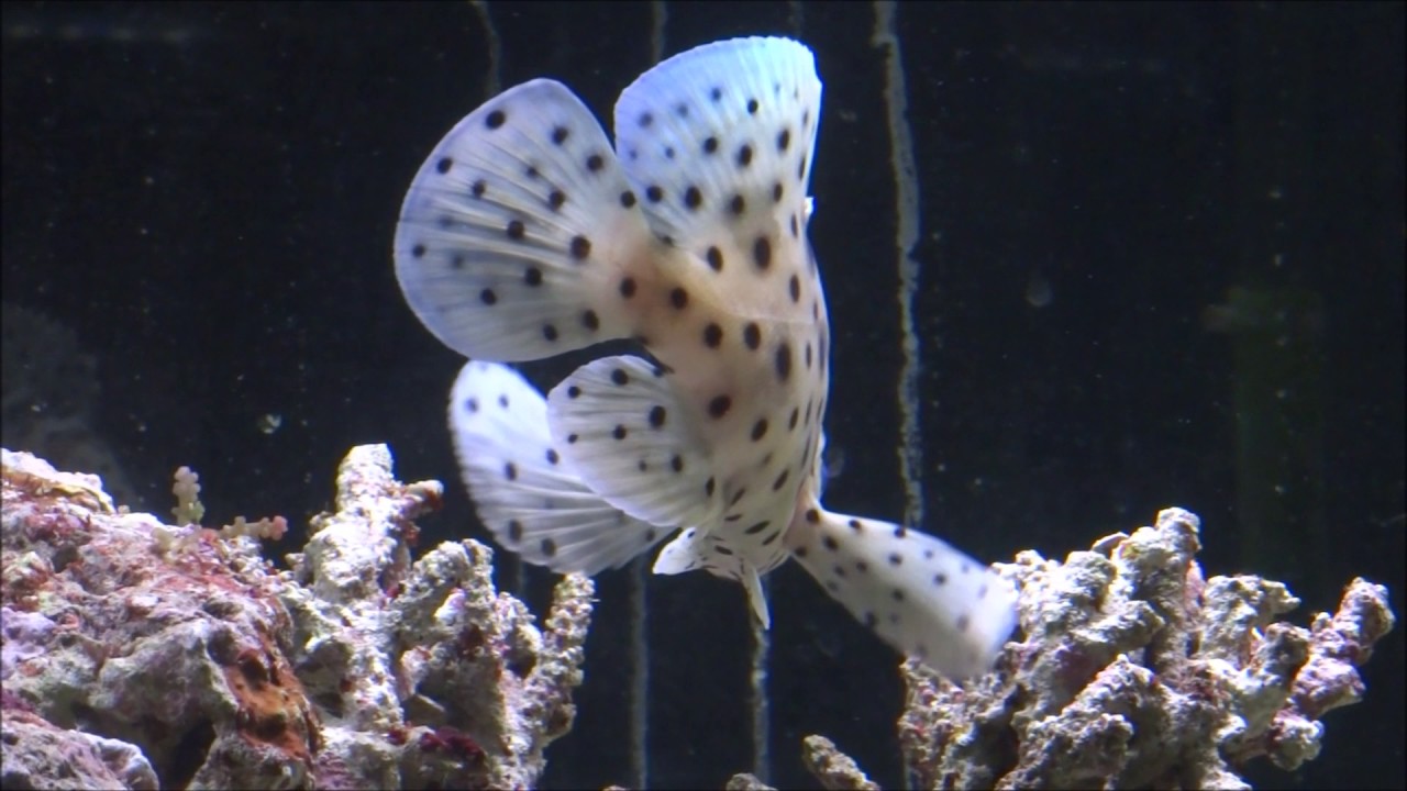 アクアリウム 海水魚 サラサハタ飼育 ケガから感染！ - YouTube