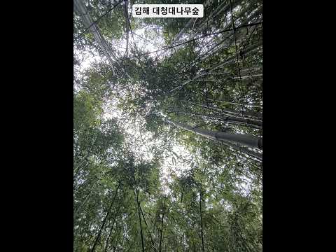 #김해여행#대청대나무숲#새소리#국내여행추천#맑은공기