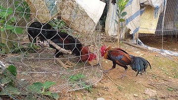 Qaib qus txuam thiab qaib ncaws sib tom