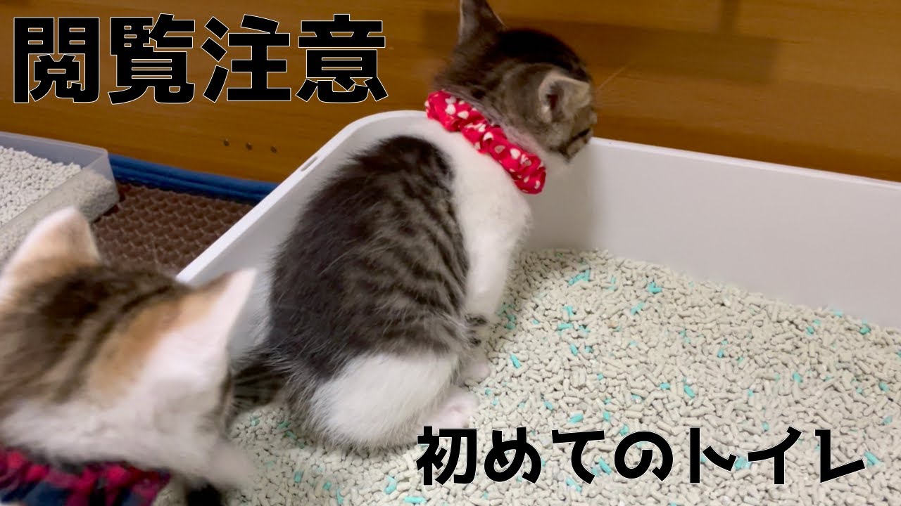【閲覧注意】子猫の初めてのトイレ。