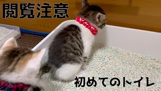 【閲覧注意】子猫の初めてのトイレ。