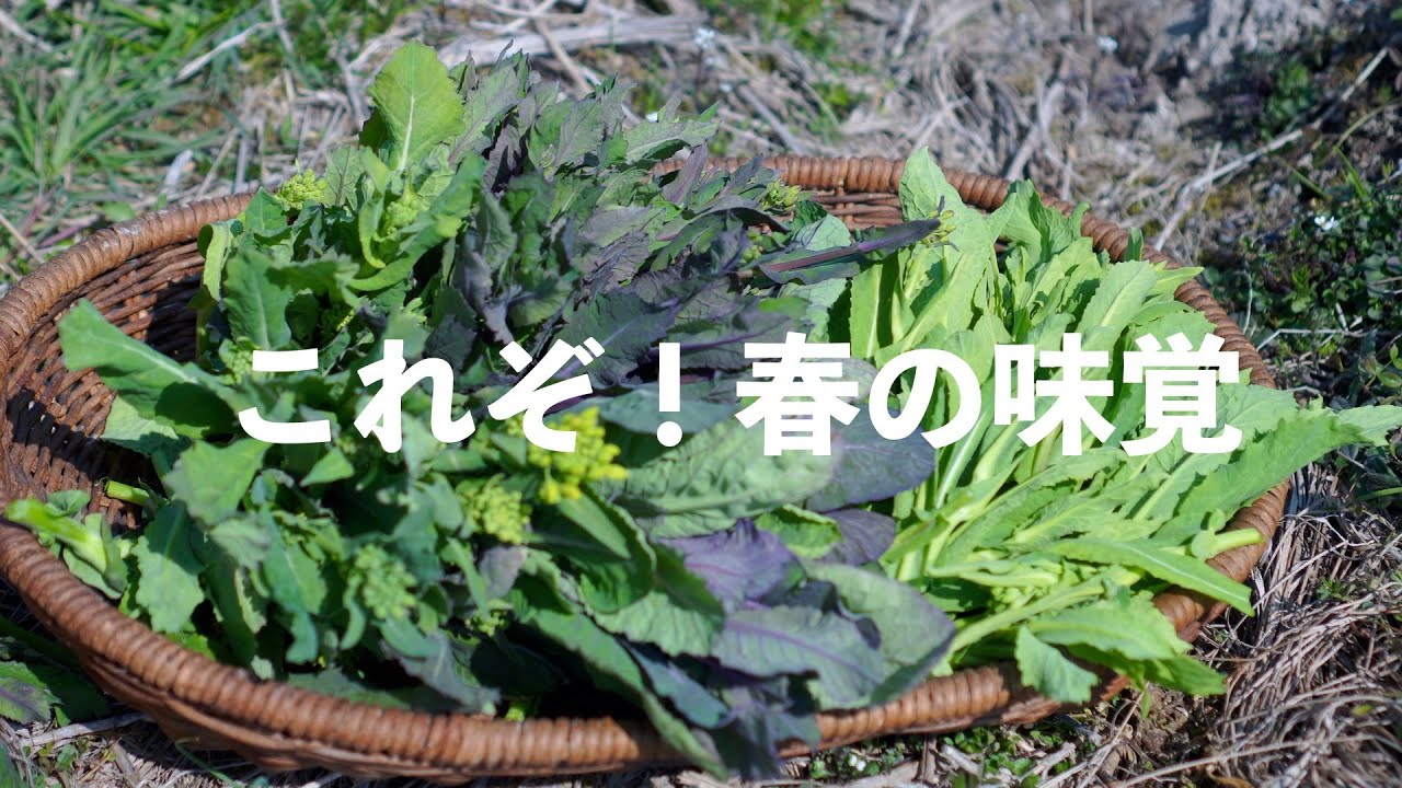 自給暮らしvlog｜ほろ苦い春の味覚｜蕎麦粉でガレット｜家庭菜園の苗作り｜#62