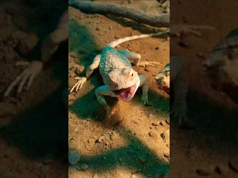 Видео: Изменчивая агама кушает. Trapelus mutabilis
