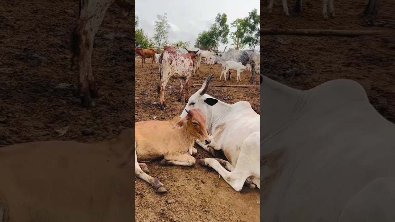 How to talk to cow part 2 🥹🥹🥹