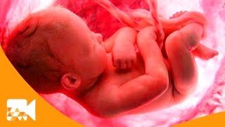 El misterio de la vida en tres minutos / The mystery of life in three minutes