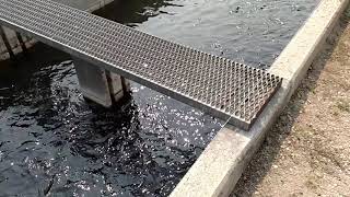Roaring Judy Fish Hatchery