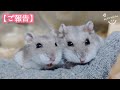 ハムスターと過ごした5年5ヶ月。卒業、そして春からは…皆様に伝えたいこと。