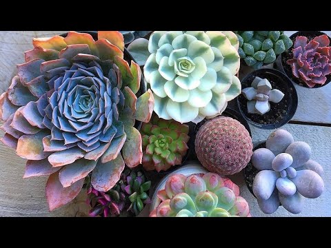Video: Tlo Za Kaktuse: Kakva Je Zemlja Potrebna Za Sukulente? Koji Je Sastav Tla Prikladan Za Sadnju? Kako Napraviti Podlogu Vlastitim Rukama?