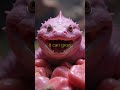 Does This Giant Salamander Breathe Through Its Skin? 🦎 #nature #wildlife