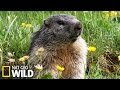 Rencontre avec les marmottes  destination wild