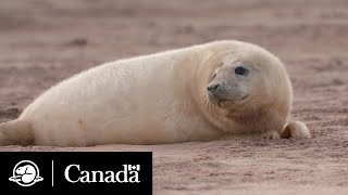 Sable Island: The World's Largest Grey Seal Colony | Parks Canada
