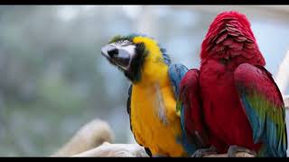 Most Beautiful Parrot Bird Video – Exotic Scarlet Macaws