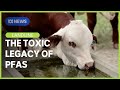 Toxic Legacy: What to do about PFAS contamination in livestock water? | Landline | ABC News