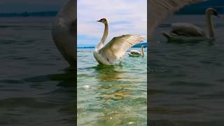 A Magical Day #moments #nature #harmony #travel #swan #love #happiness #emotions
