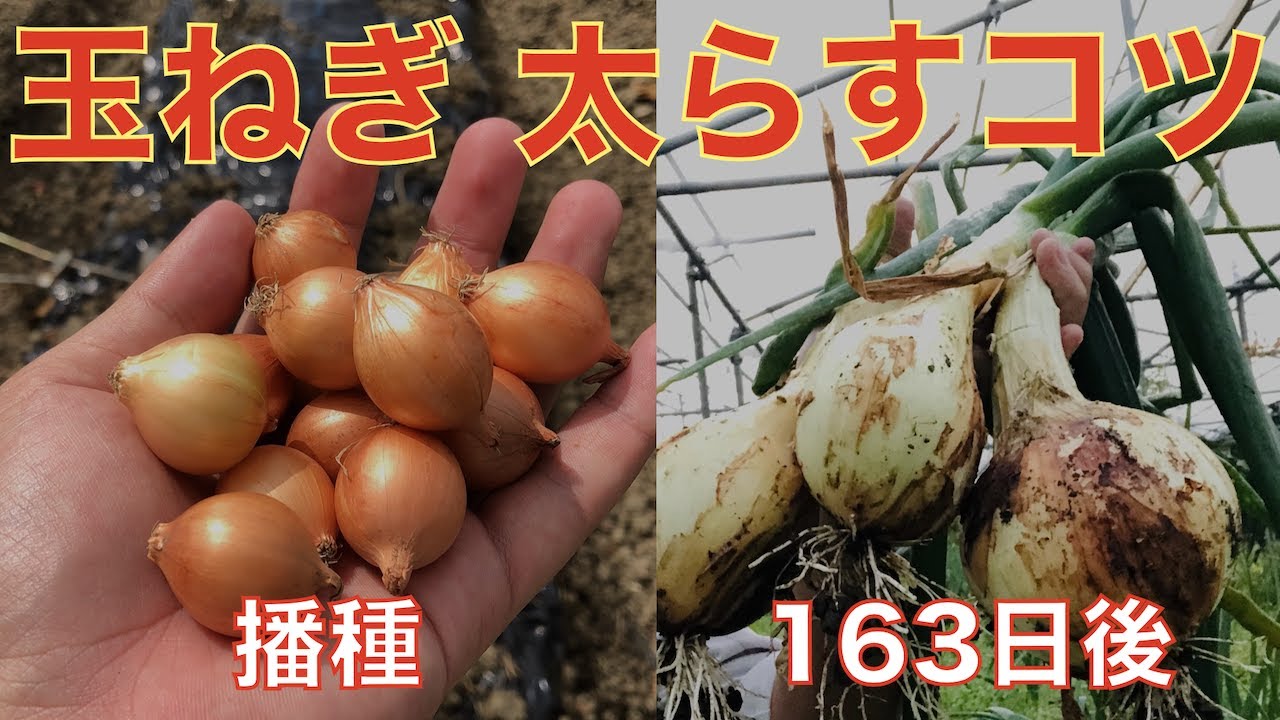 玉ねぎの栽培 収穫まで タマを大きくするコツ 動画有り 糸満フルーツ園 けんちゃん