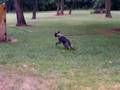 Graubaer's kennel, USA Malinois puppy training, Graubaer's kennel, USA Malinois puppy training,