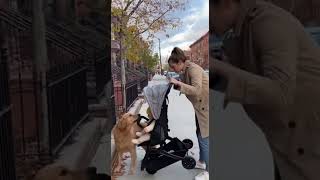 Hero Dog Saves Baby Stroller from Rolling Away
