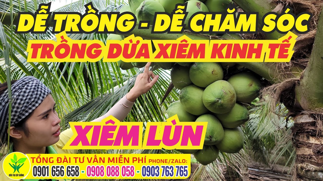 Vững kinh tế từ dừa xiêm xanh  Binh Phuoc Tin tuc Binh Phuoc Tin mới  tỉnh Bình Phước