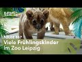 Frhlingskinder folge 867  elefant tiger  co  mdr