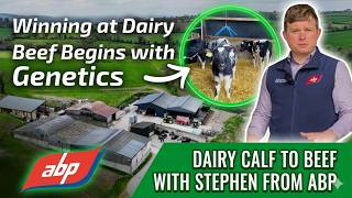 Winning at Dairy Beef Begins with Genetics | Dairy Calf to Beef with Stephen from ABP—Part 1