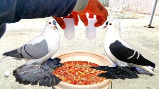 100% очищает обеззараживает зерносмесь для голубей!!! 100% disinfects grain mixture for pigeons!!!