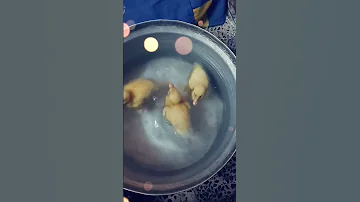 البط يقوم فرحان من نوم يغطس ويعوم 