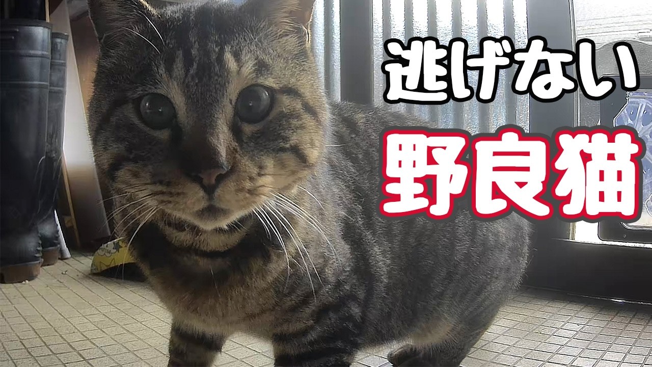 カメラに興味津々【野良猫】【元野良猫】 - YouTube