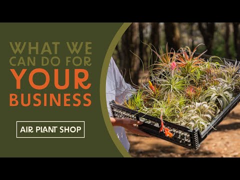 Where To Buy Air Plants Wholesale
