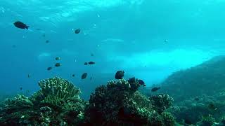 Molokai Hammerhead Dive 2023 (Reef shots)