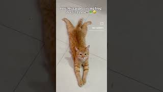 #catshorts #catlove 😘😘😘😘