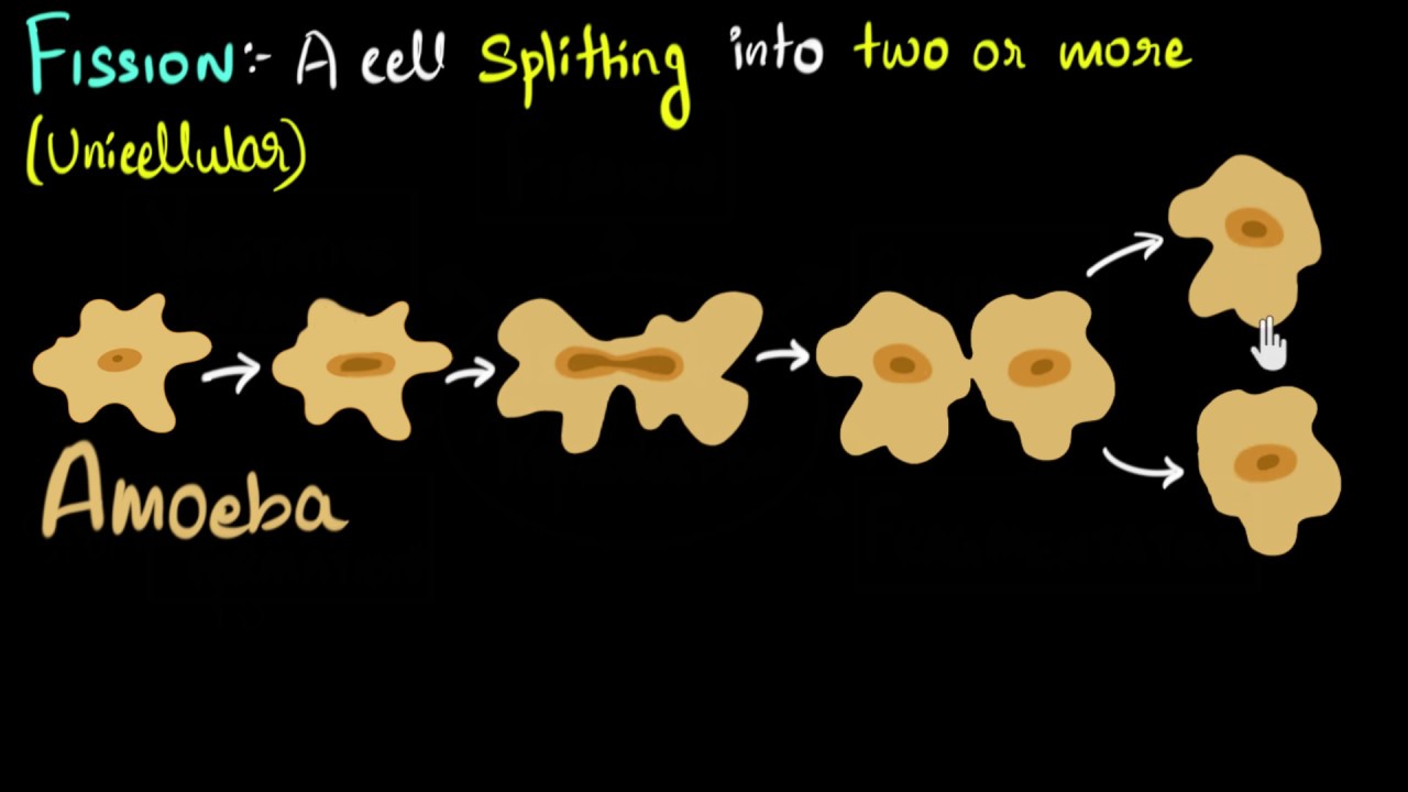 ⁣Fission (binary & multiple) with examples | How do organisms reproduce | Biology | Khan Academy