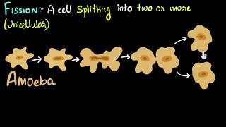 Fission (binary & multiple) with examples | How do organisms reproduce | Biology | Khan Academy