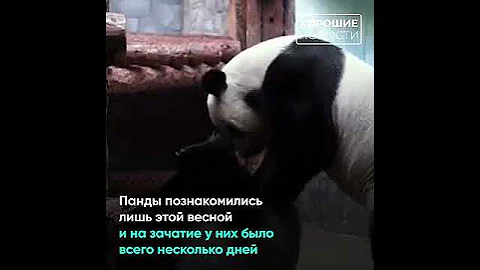 В России родился первый детёныш большой панды