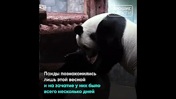 В России родился первый детёныш большой панды