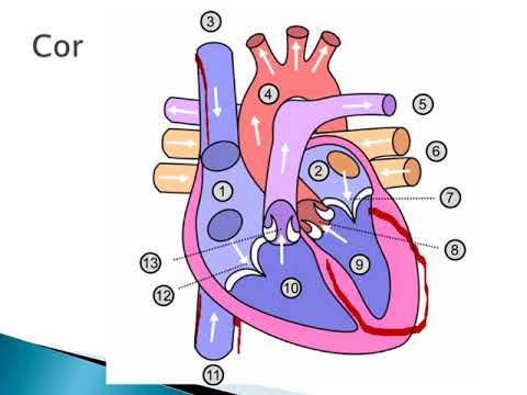 Video: Bloedsomloop Anatomie, Diagram En Functie - Gezondheidslijn