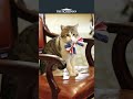 15 years of Larry the Downing street cat