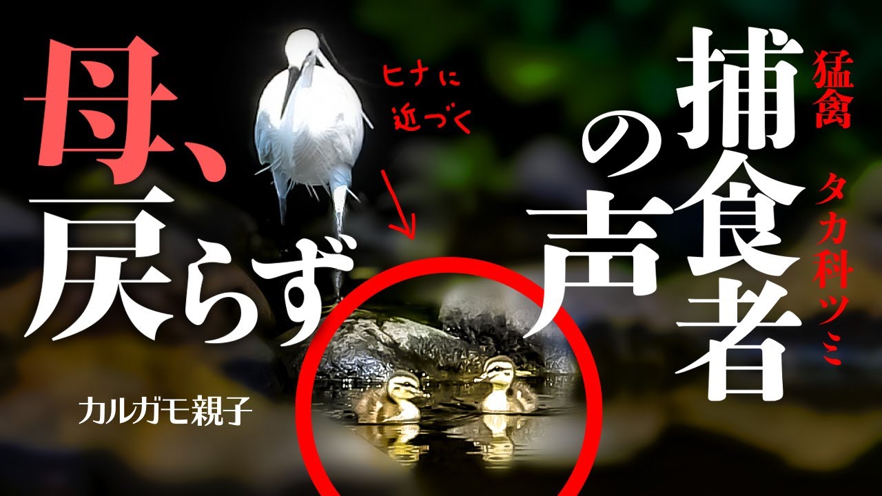 abandoned duckling & predator【wild bird life】0527C④ - YouTube