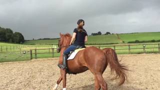 Major - flatwork