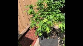 How to create your own strain; outdoor weed grow 2021