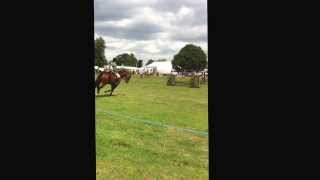 Sampson show piece working hunter